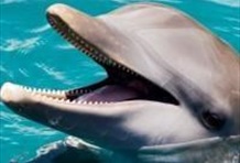 Day Pass for Ocean World Adventure Park 